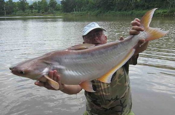 pangasiidae 【鱼芒】鲶属   pangasius    鱼类 下图为     博氏巨鲶