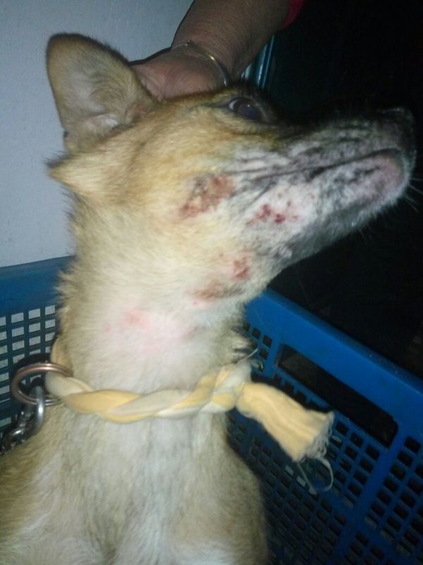 狗狗眼皮上红色部分是什么