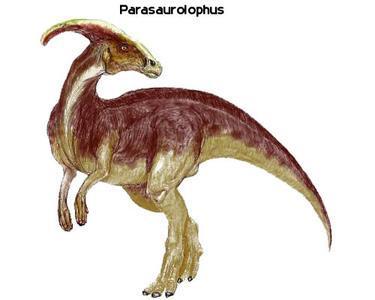 鸭嘴龙(hadrosaurs) 为一类较大型的鸟臀类恐龙,最大的有15米多长