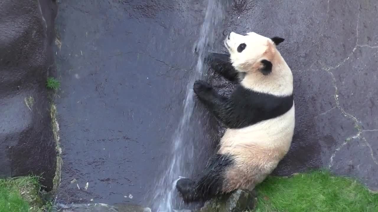 大熊猫高高自己跑回来图片