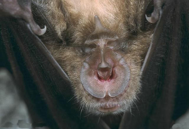 美国现僵尸浣熊_美国出现僵尸浣熊,会把病传染给人吗?