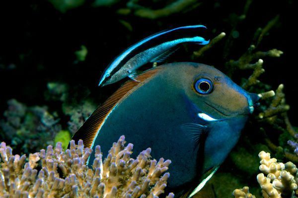 红海飘飘鱼长什么样