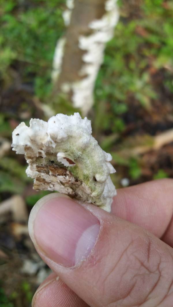 树桩上长的白色菌类图片