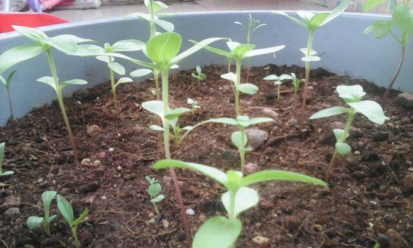 我的百日草长得怎样?听说百日草很容易徒长。