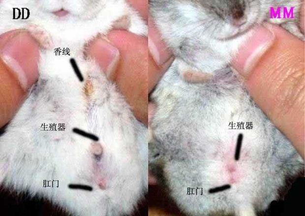 仓鼠的香腺图片图片