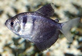 黑裙鱼  ( 具一定攻击性) 学名    脂鲤科     characidae        裸