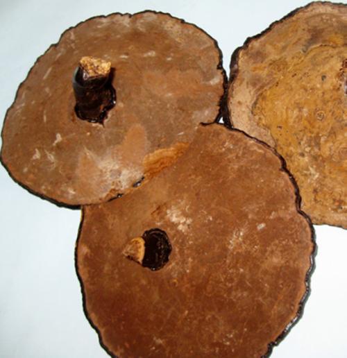 灵芝炖汤味道很苦是正常的吗?