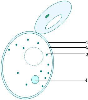 1,如图,是酵母菌细胞的结构模式图请根据图回答问题:(在横线处填上