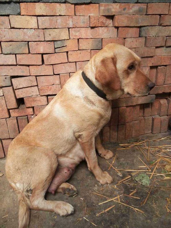 请真正懂拉布拉多犬的人看一下这只母犬怎么样,不懂的别拿自己审美来