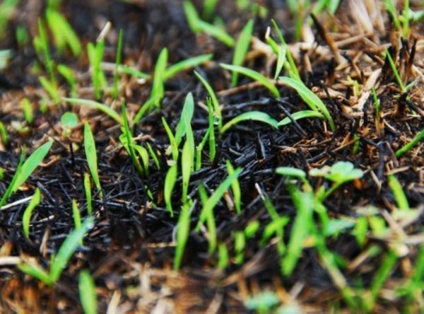 歌颂小草的诗句