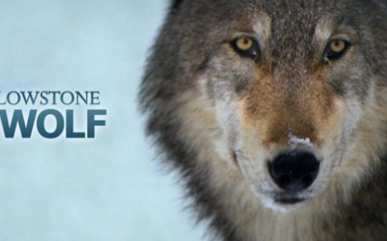 [图]《黄石公园的母狼王 Wild Yellowstone She Wolf》