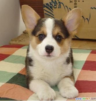 在宠物店买的串串狗,两三个月大,当时不知道是什么品种串的,只觉得很