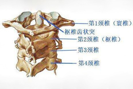 寰椎和枢椎(第一,二颈椎)有什么特殊性