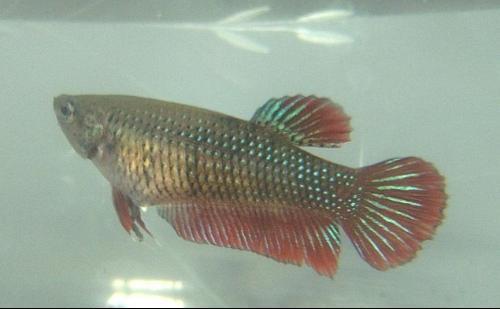 泰斗鱼如何辩公母