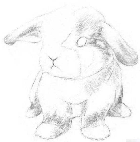 3,在暗部粗略地上一层阴影,线条尽量沿着毛发的方向呈放射状排布.