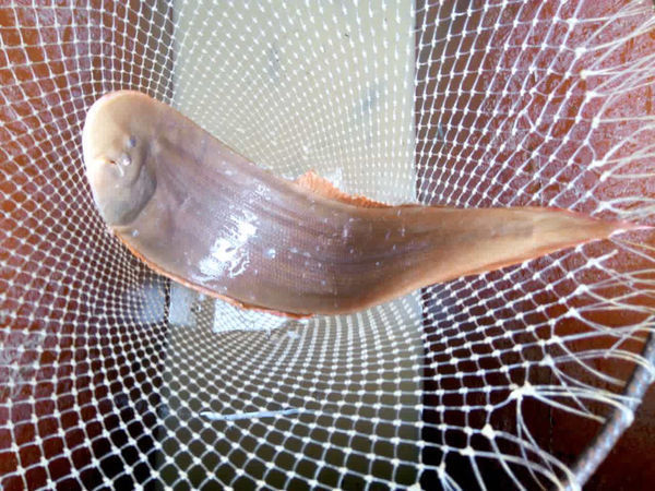 应为   舌鳎科    cynoglossidae    舌鳎属     cynoglossus