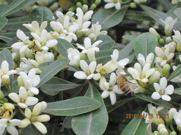 深圳莲花山公园 山上有种小白花 很香 木本的.