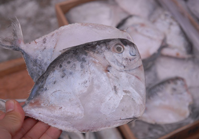 眼镜鱼科(眼眶鱼科) menidae    眼镜鱼属(眼眶鱼属) mene    鱼类