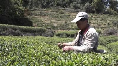 [图]茶乡新韵!赤溪龟山茶飘香,新芽出绿采摘忙