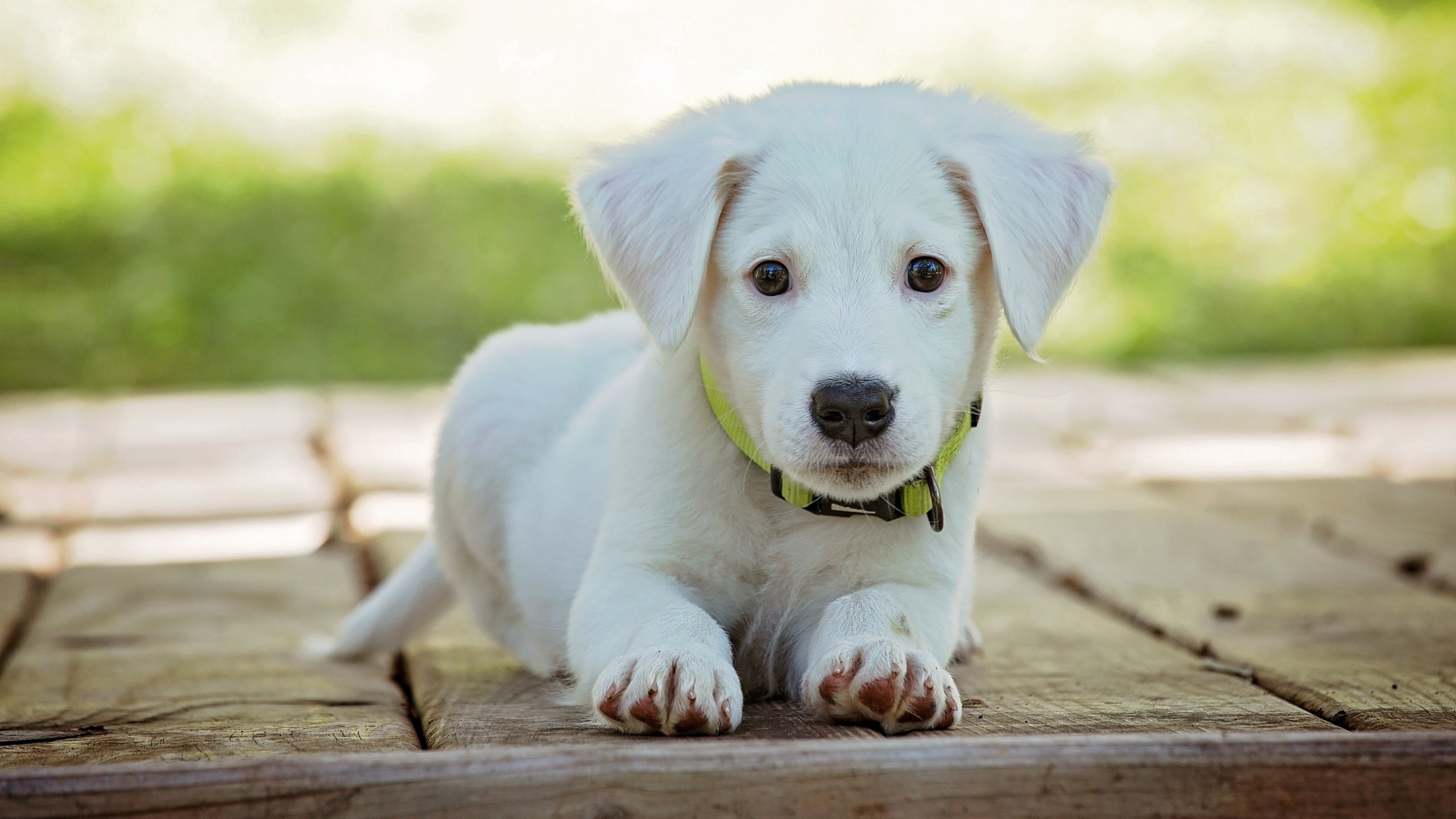 拉布拉多幼犬的图片[图3]