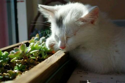 猫肉怎么做好吃