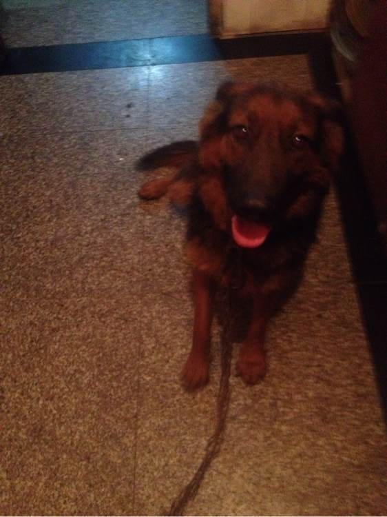 如何训练土狗听话