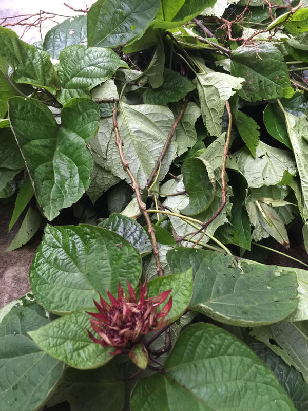 学名:clerodendrum bungei,别称:大红袍,臭八宝,矮童子,野朱桐,臭枫草