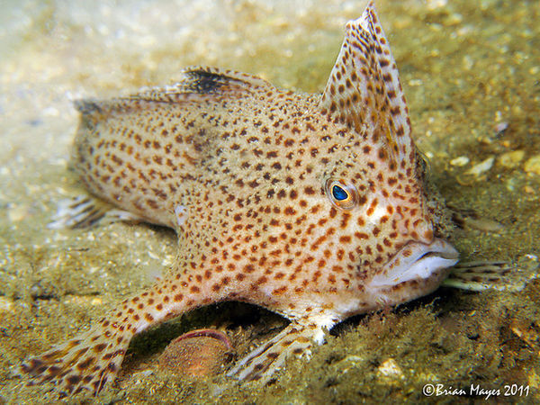 谁知道这鱼什么目