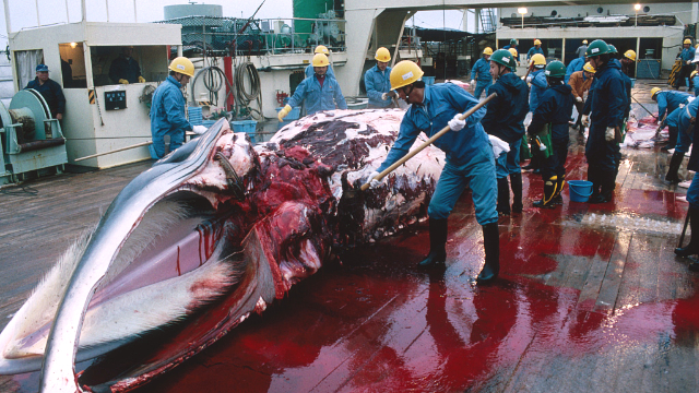 日本退群重启商业捕鲸 血腥《海豚湾》会大规模重演吗?