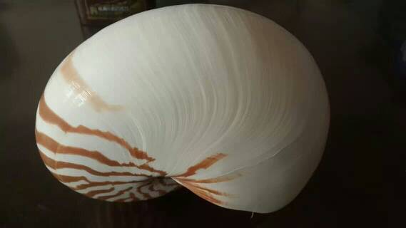 03.07 这个是鹦鹉螺.