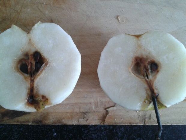 请问老师怎样防治梨黑心病?