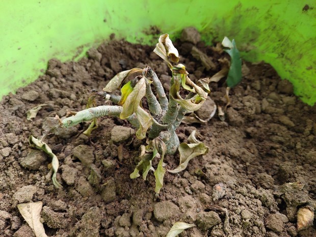 新买的沙漠玫瑰,快一个月了,叶子全干掉了,芽也抽抽干了,还能活吗?