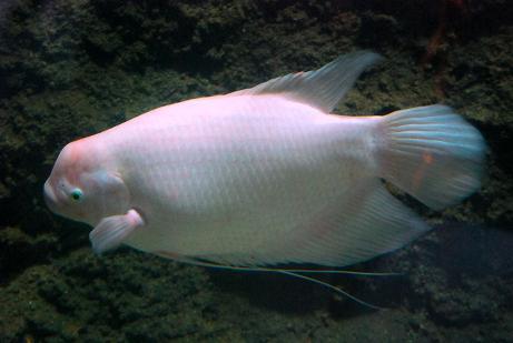 纯白色 身子扁 尾巴短 个头大 是什么鱼