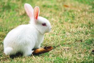 小兔子一天吃多少叶子