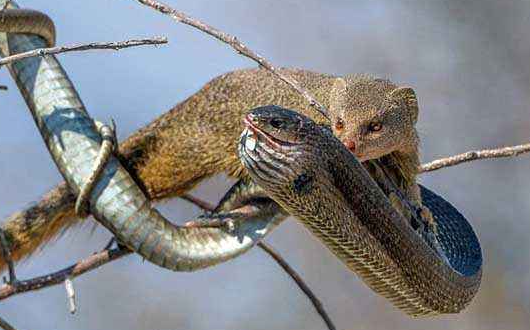 蛇的天敌是什么动物?