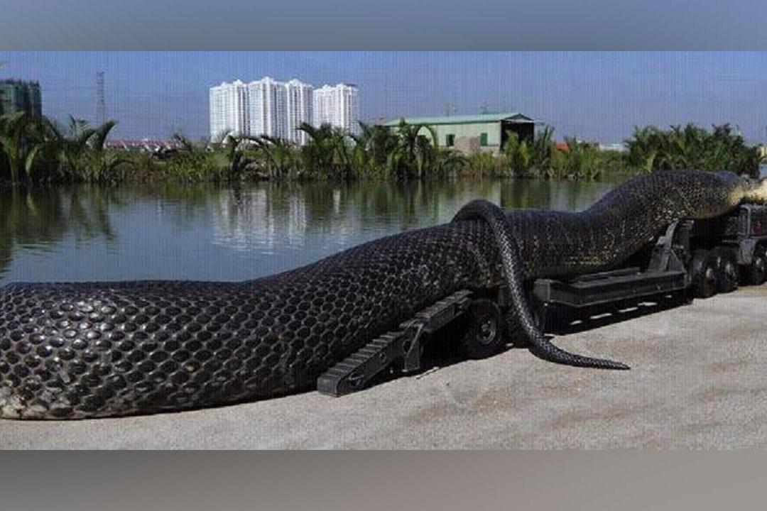 视频:世界上最大的蛇,能活活吞下一头大象,连大货车都拉不动!