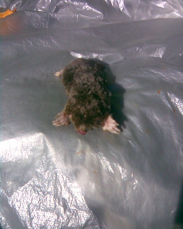 何为地排子?(带图最好)