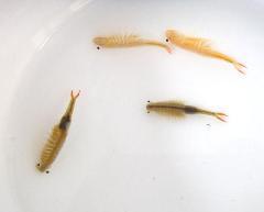 热带鱼的饲料里丰年虾 红虫 都是啥样子的?在