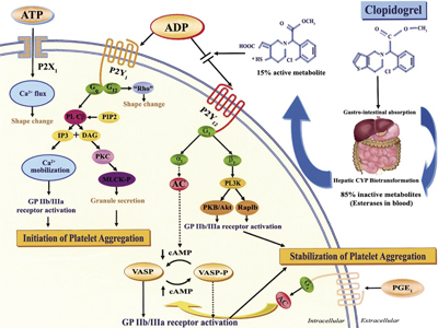 adp受体阻滞剂的介绍