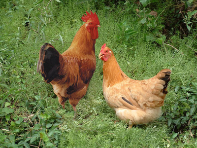 梁平红羽土鸡正宗的青脚,红羽土鸡