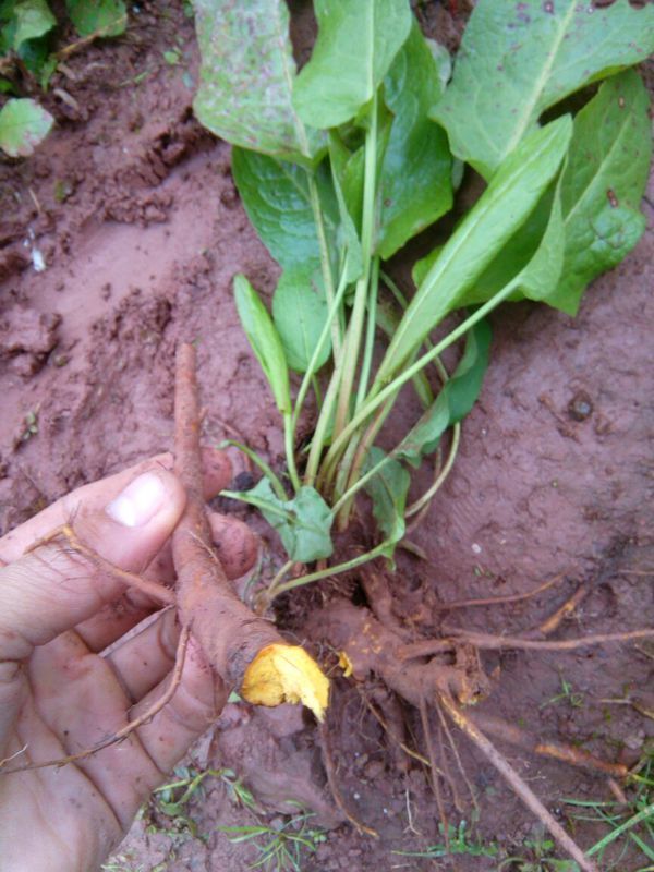 请问这是什么植物?根肉是黄色的,如图所见.求学名.