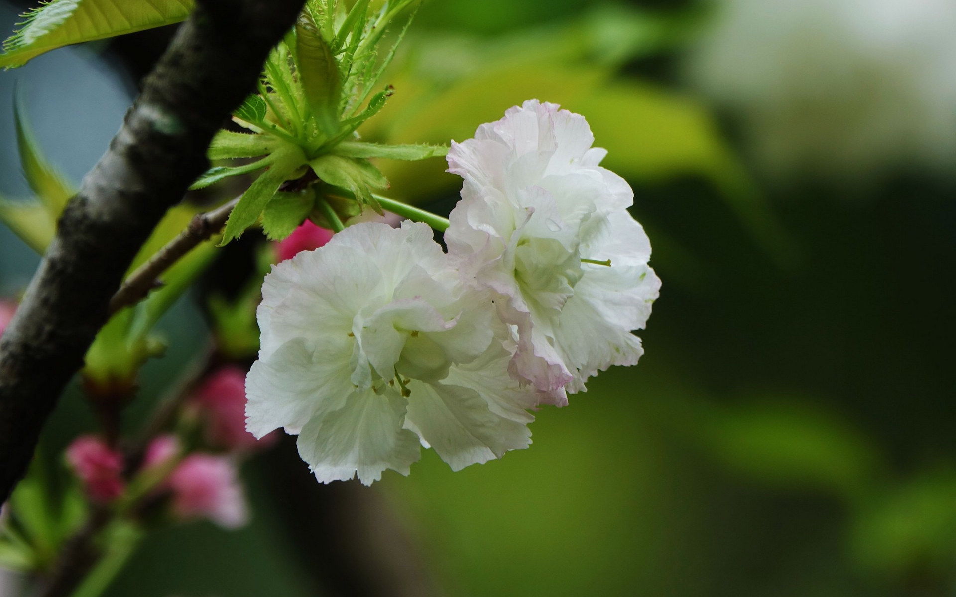 粉白色的樱花图片[图8]