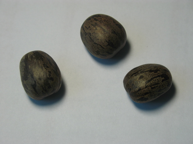 大小2-2.5厘米,椭圆形,一面有一条脐线