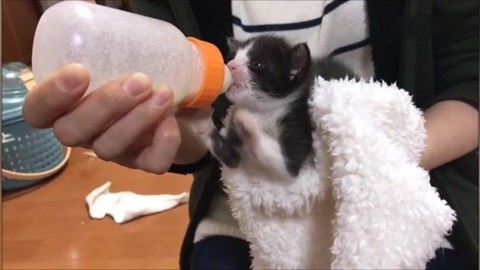 一个小奶猫喝奶的视频,奶声奶气超可爱