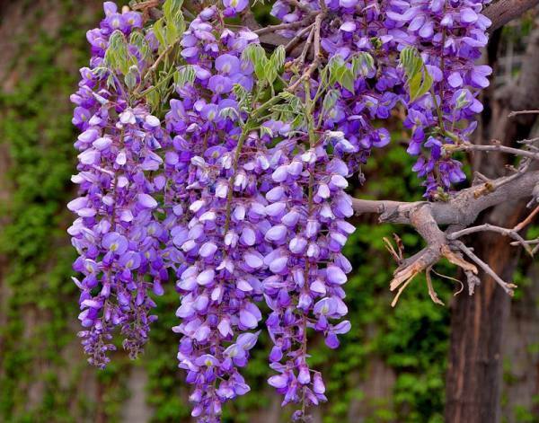 开紫色花的植物细长图片
