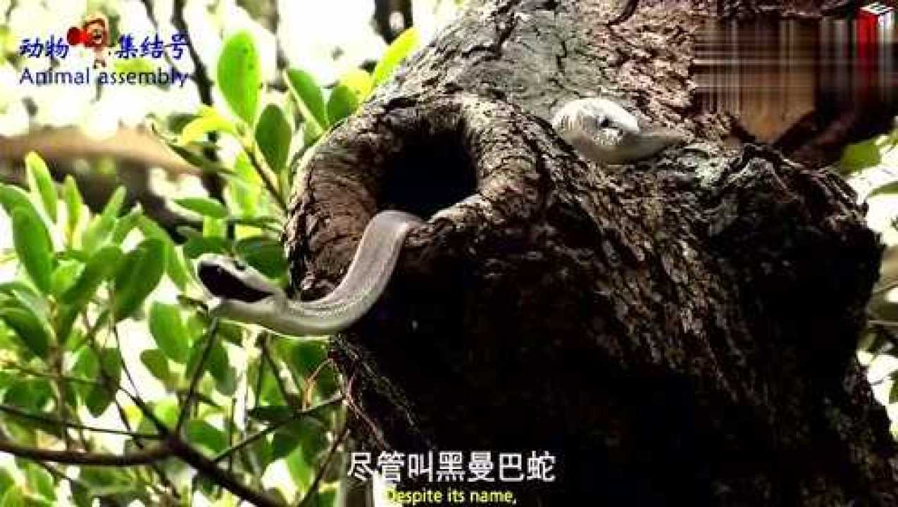 01:02黑曼巴蛇是世界上最恐怖的蛇之一,男子勇斗沙漠里的蛇王?