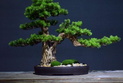 有哪些好看的盆景样式?