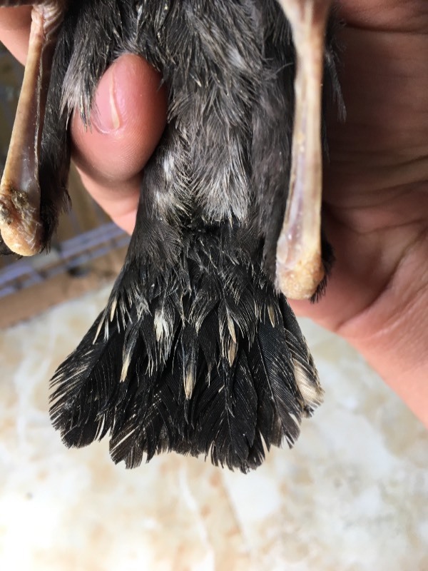 这两个黑八多大了? 公的母的