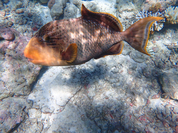 27 如图   ,   应为     鳞鲀科     balistidae     海生鱼类 下图为