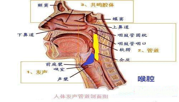 怎么用丹田发声?如何练习讲话大声一点?